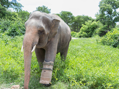 Phnom Penh: Phnom Tamao Wildlife Rescue Center